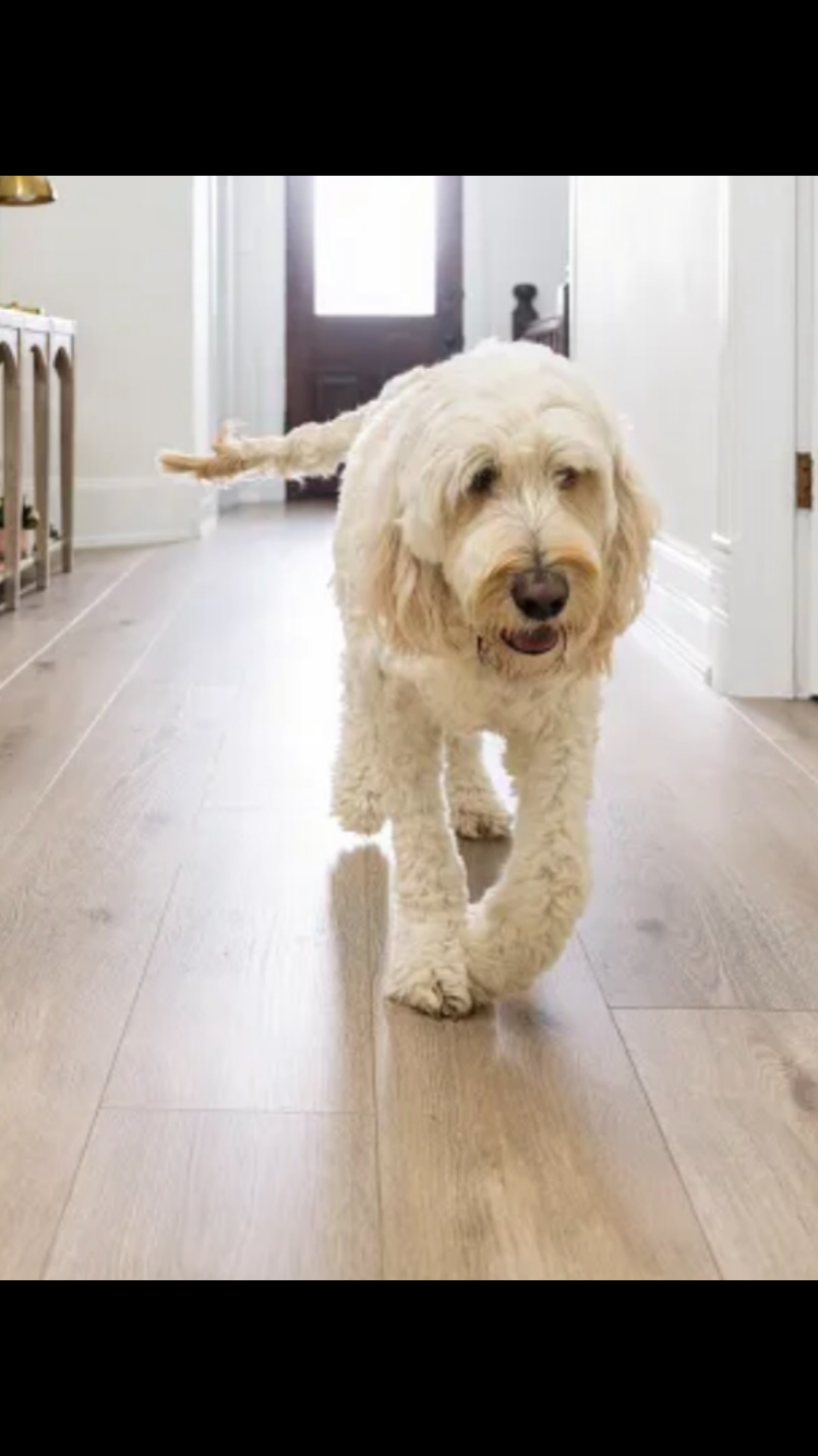 Prescott Oak - Coretec vv675 Scratchless