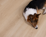 Rockaway Oak - Santa Cruz Laminate - Cali Floors